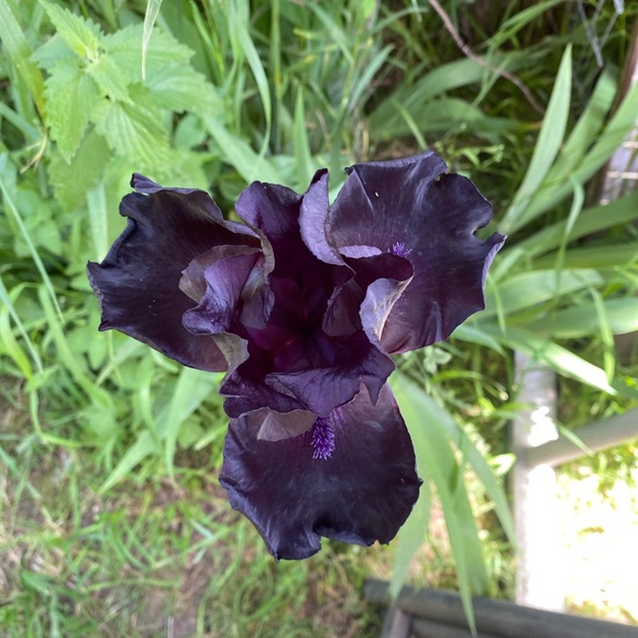 Meet your Posher, Lauri - Picture 1 of 2